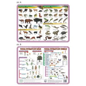 Podkładka edukacyjna Visual System Biologia
